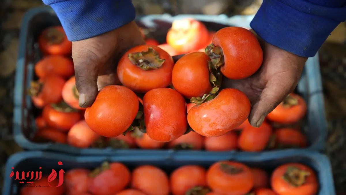 خواص خرمالو برای سرماخوردگی